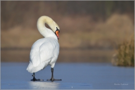 <p>Labuť velká (Cygnus olor) –--- /Mute schwan – Höckerschwan/</p>